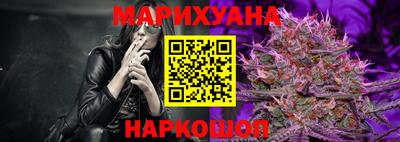 сатива Новозыбков